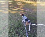 Small #12 Mutt