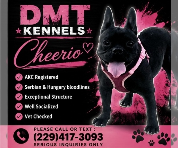 Medium Photo #1 French Bulldog Puppy For Sale in ALBANY, GA, USA
