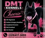 Small Photo #1 French Bulldog Puppy For Sale in ALBANY, GA, USA