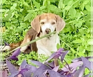 Coco Bean - Male Beagle Dog for Adoption - Photo #7