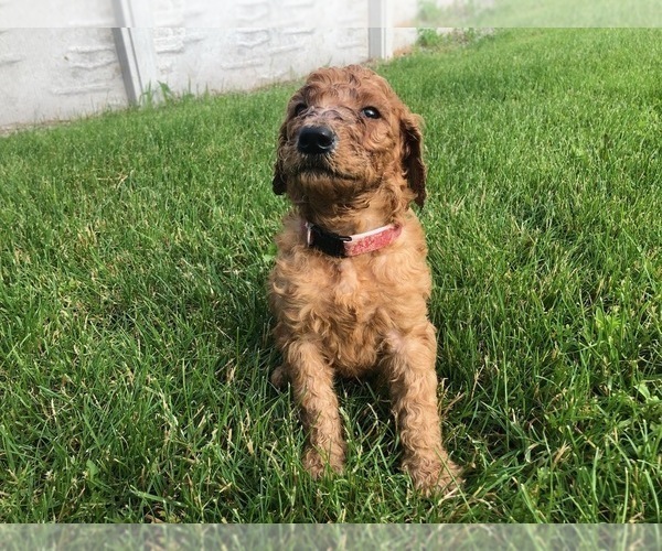 Medium Photo #9 Poodle (Standard) Puppy For Sale in VICTOR, NY, USA