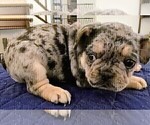 Puppy Puppy 2 French Bulldog