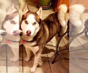 Mother of the Siberian Husky puppies born on 03/22/2019