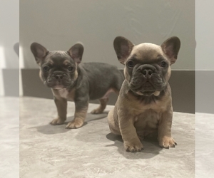 French Bulldog Puppy for sale in CLANCY, MT, USA