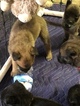 Small Photo #25 Belgian Malinois-Dutch Shepherd Dog Mix Puppy For Sale in BRIGHTON, TN, USA