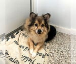 Small Pomeranian Mix