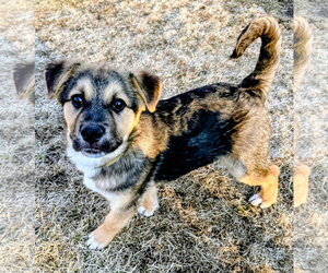 Leo - Male Mutt Dog for Adoption - Photo #2