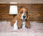 Small #3 Basset Hound