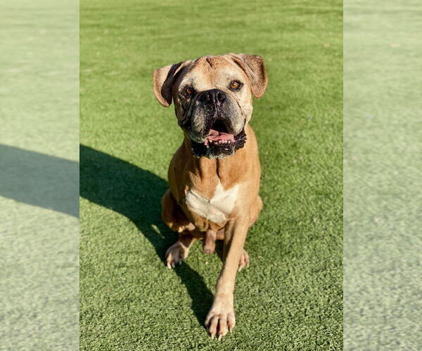 Medium Photo #3 Boxer Puppy For Sale in Austin, TX, USA