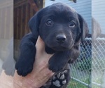 Small #23 Labrador Retriever