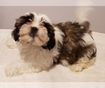Small Photo #6 Shih Tzu Puppy For Sale in BEVIS, OH, USA