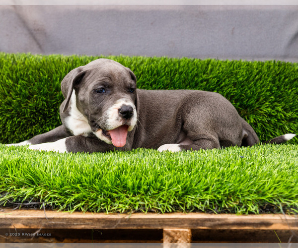 Medium Photo #2 Great Dane Puppy For Sale in WAKARUSA, IN, USA