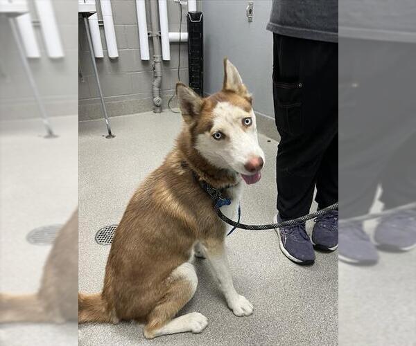 Medium Photo #1 Siberian Husky-Unknown Mix Puppy For Sale in Las Vegas, NV, USA