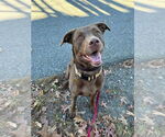 Small #16 Mastador