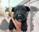 Puppy Puppy 5 Scottish Terrier