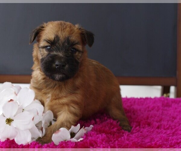 Medium Photo #3 Soft Coated Wheaten Terrier Puppy For Sale in BROOK PARK, PA, USA