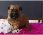 Small Photo #3 Soft Coated Wheaten Terrier Puppy For Sale in BROOK PARK, PA, USA
