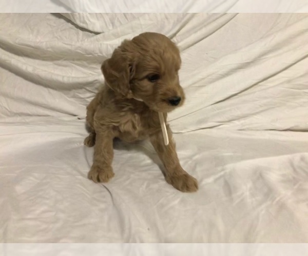 Medium Photo #1 Goldendoodle (Miniature) Puppy For Sale in RALEIGH, NC, USA