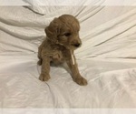 Small Photo #1 Goldendoodle (Miniature) Puppy For Sale in RALEIGH, NC, USA