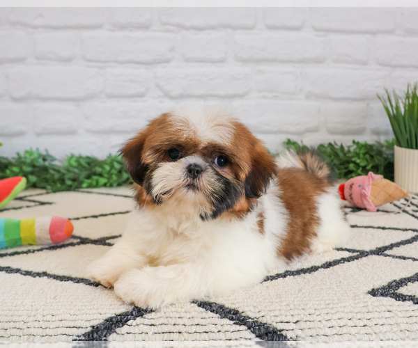 Medium Photo #3 Shih Tzu Puppy For Sale in SYRACUSE, IN, USA