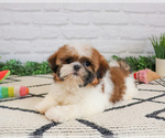 Small #2 Shih Tzu