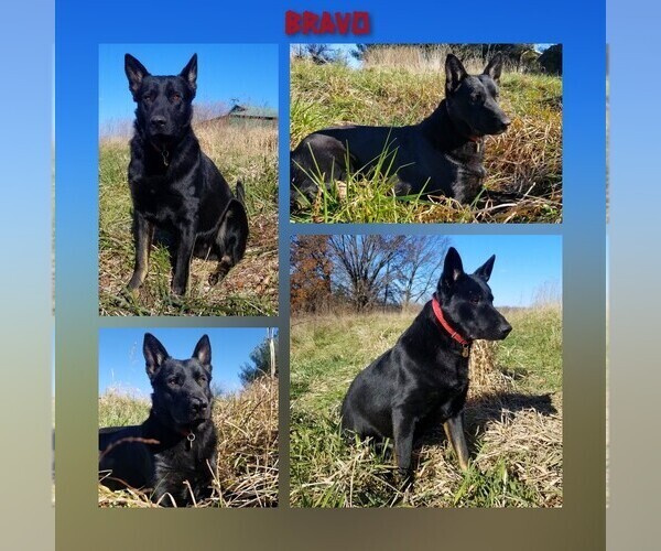 Medium Photo #1 German Shepherd Dog Puppy For Sale in BROOKFIELD, MO, USA