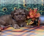 Puppy Gianni Shorkie Tzu