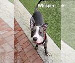 Small Photo #2 American Pit Bull Terrier Puppy For Sale in Derwood, MD, USA