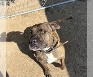 American Pit Bull Terrier Dogs for adoption in HESPERIA, CA, USA