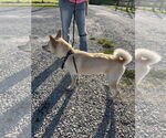Small #6 Shiba Inu Mix