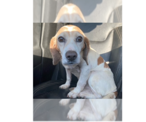 Beagle Dogs for adoption in Greenbelt, MD, USA