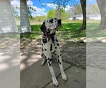 Small Photo #1 Dalmatian Puppy For Sale in WARREN, OH, USA
