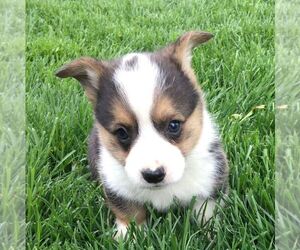 Pembroke Welsh Corgi Puppy for sale in HAVEN, KS, USA