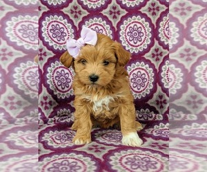 Maltipoo Puppy for sale in LEOLA, PA, USA