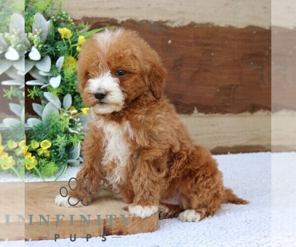 Medium Photo #3 Goldendoodle (Miniature) Puppy For Sale in NARVON, PA, USA