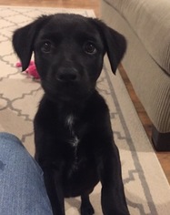 Labrador Retriever Dogs for adoption in CABOT, AR, USA