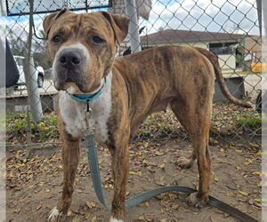 American Pit Bull Terrier Dogs for adoption in Ocala, FL, USA