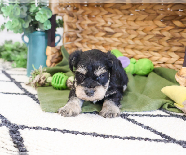 Medium Photo #3 Schnauzer (Miniature) Puppy For Sale in SYRACUSE, IN, USA