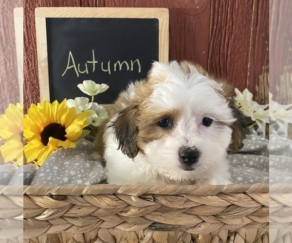 Medium Photo #1 Zuchon Puppy For Sale in BONDUEL, WI, USA
