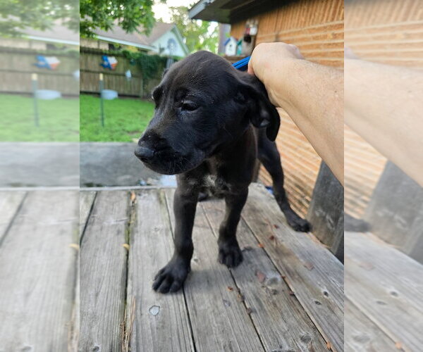 Medium Photo #3 Great Dane Puppy For Sale in Bullard, TX, USA