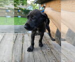 Small #2 Great Dane