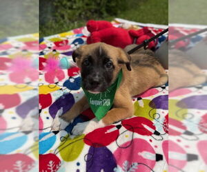 Mutt Dogs for adoption in Warrenton, VA, USA