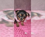 Puppy Cupcake Yorkshire Terrier