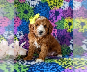 Cavapoo Puppy for sale in NEW PROVIDENCE, PA, USA