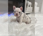 Puppy 1 French Bulldog