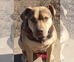 Small American Pit Bull Terrier Mix