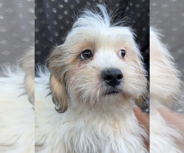 Medium Photo #5 Zuchon Puppy For Sale in RENO, NV, USA