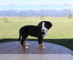 Puppy 0 Bernese Mountain Dog