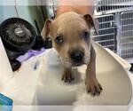 Small American Staffordshire Terrier Mix