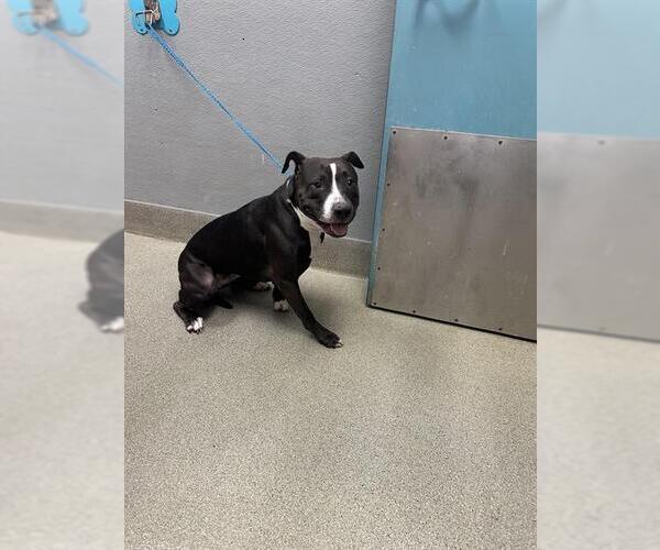 Medium Photo #1 American Pit Bull Terrier-Unknown Mix Puppy For Sale in Las Vegas, NV, USA